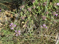 Thymus callieri