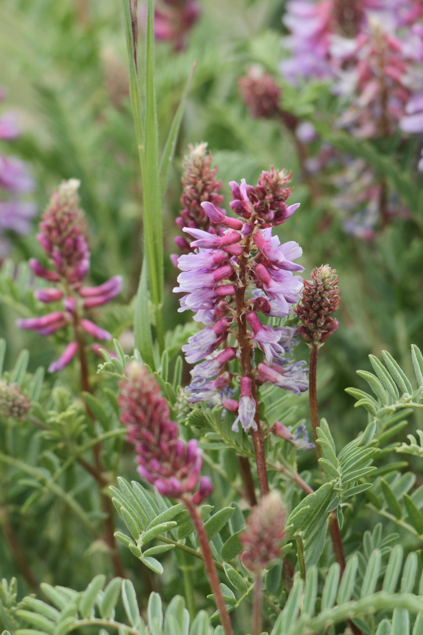 Astragalus bisulcatus