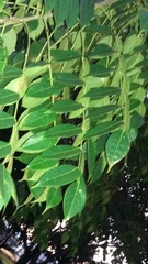 Bursera simaruba