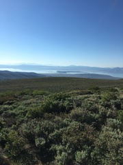 Trifolium andersonii