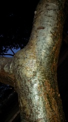 Bursera simaruba