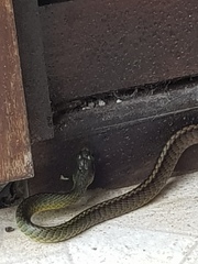 Chironius bicarinatus