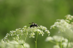 Andrena cineraria
