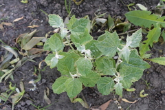Populus alba