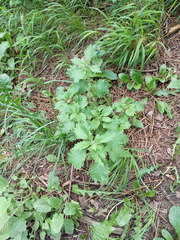 Marrubium leonuroides