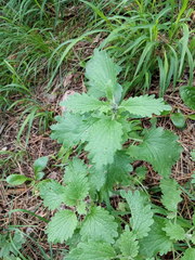 Marrubium leonuroides