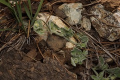 Calystegia malacophylla malacophylla