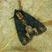 Dypterygia scabriuscula - Photo (c) Michał Brzeziński,  זכויות יוצרים חלקיות (CC BY-NC), uploaded by Michał Brzeziński