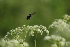 Andrena cineraria