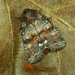 Broom Moth - Photo (c) Michał Brzeziński, some rights reserved (CC BY-NC), uploaded by Michał Brzeziński