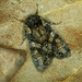 Lacanobia contigua - Photo (c) Michał Brzeziński, algunos derechos reservados (CC BY-NC), subido por Michał Brzeziński