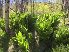 Veratrum californicum