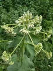 Arnoglossum reniforme