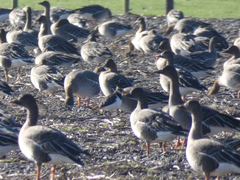 Vanellus vanellus
