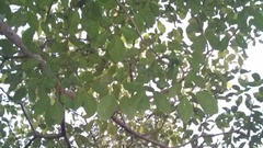 Tabebuia rosea