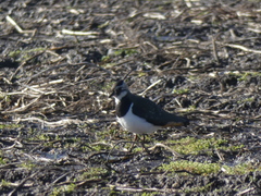 Vanellus vanellus