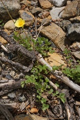 Drymocallis lactea austiniae