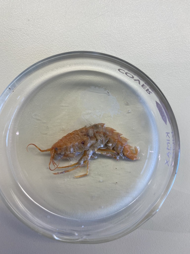 Gammaracanthidae