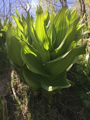 Veratrum californicum