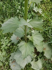 Arnoglossum reniforme