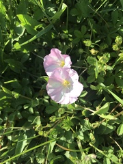 Convolvulus arvensis