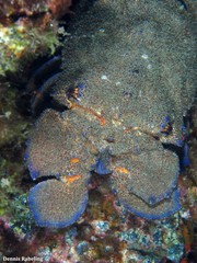 Scyllarides latus
