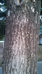 Tabebuia rosea