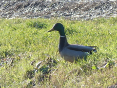 Anas platyrhynchos