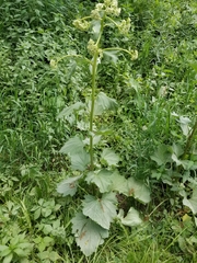 Arnoglossum reniforme