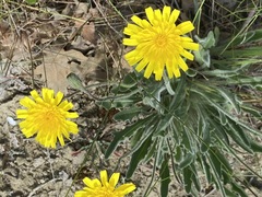 Leontodon biscutellifolius