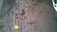 Ceiba pentandra
