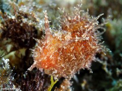 Stylocheilus polyomma