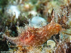 Stylocheilus polyomma