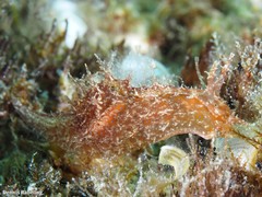 Stylocheilus polyomma