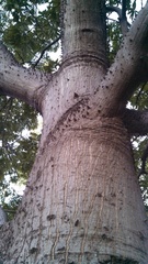 Ceiba pentandra