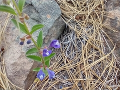 Scutellaria angustifolia