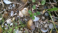 Corbicula fluminalis