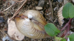 Corbicula fluminalis