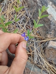Scutellaria angustifolia