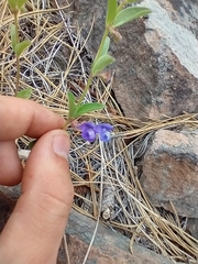 Scutellaria angustifolia
