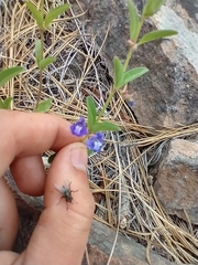 Scutellaria angustifolia