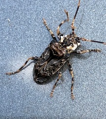 Macronemus asperulus