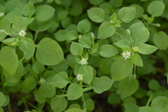 Stellaria media