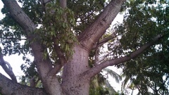 Ceiba pentandra