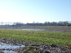 Anser serrirostris