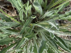 Leontodon biscutellifolius