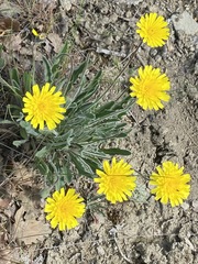 Leontodon biscutellifolius