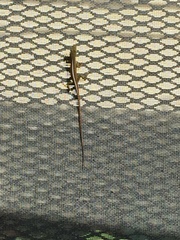 Anolis carolinensis