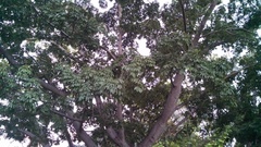 Ceiba pentandra
