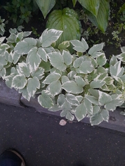 Aegopodium podagraria